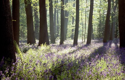 bluebell woods